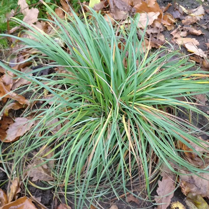 Blue zinger blå star græs