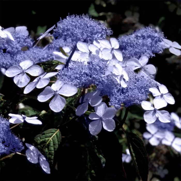 Hortensia (Hydrangea serrata 'Bluebird') Blå