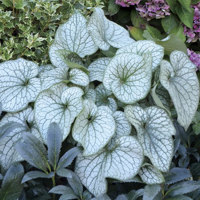 Brunnera alexander's great