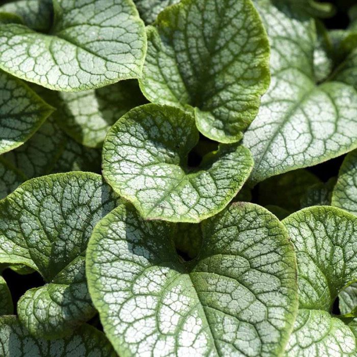 Kærmindesøster Brunnera macrophylla Jack Frost
