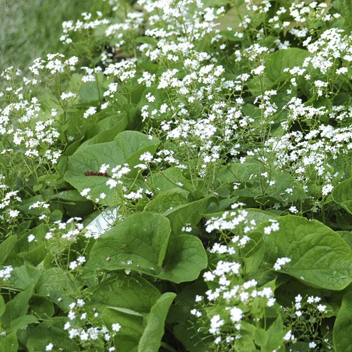 Kærmindesøster brunnera alexanders great