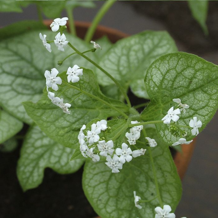 Kærmindesøster Brunnera macrophylla 'Mr, Morse'