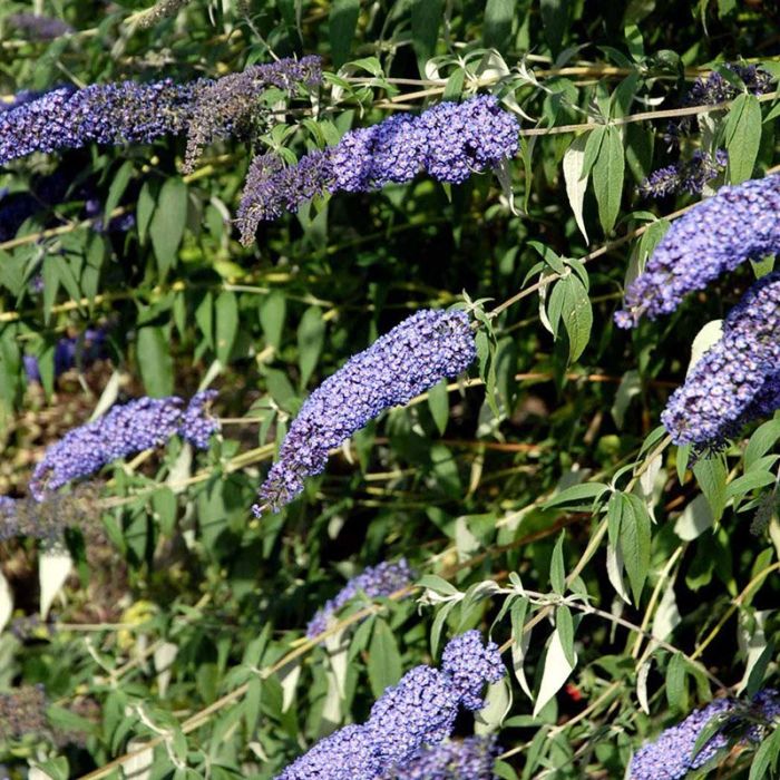 Sommerfuglebusk Blue Chip