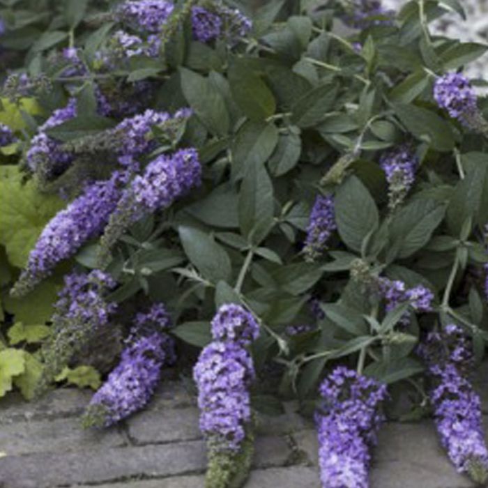 Sommerfuglebusk Lilac Chip