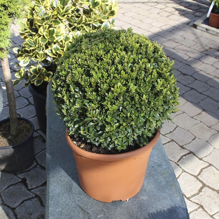Buxus sempervirens kugleformet