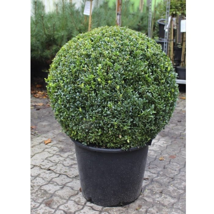 Kugleformet flot tæt buksbom