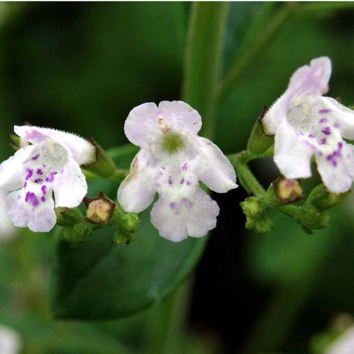 Hedemynte Calamintha nepeta ssp nepeta