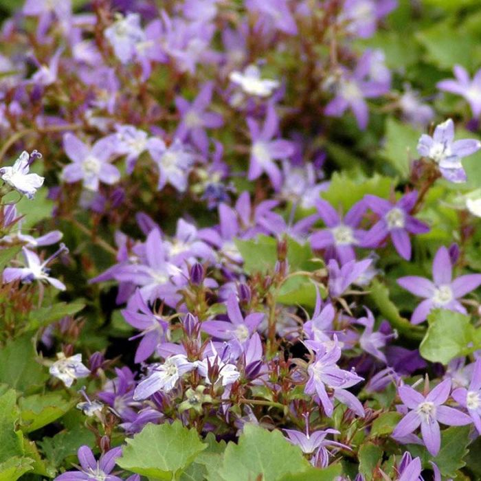 Klokkeblomst Campanula poscharskyana Stella