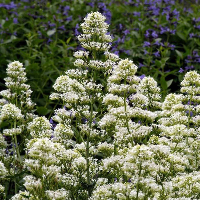 Sporbaldrian Centranthus ruber Albus blomst