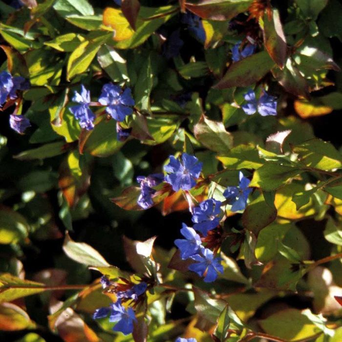 Ceratostigma plu 