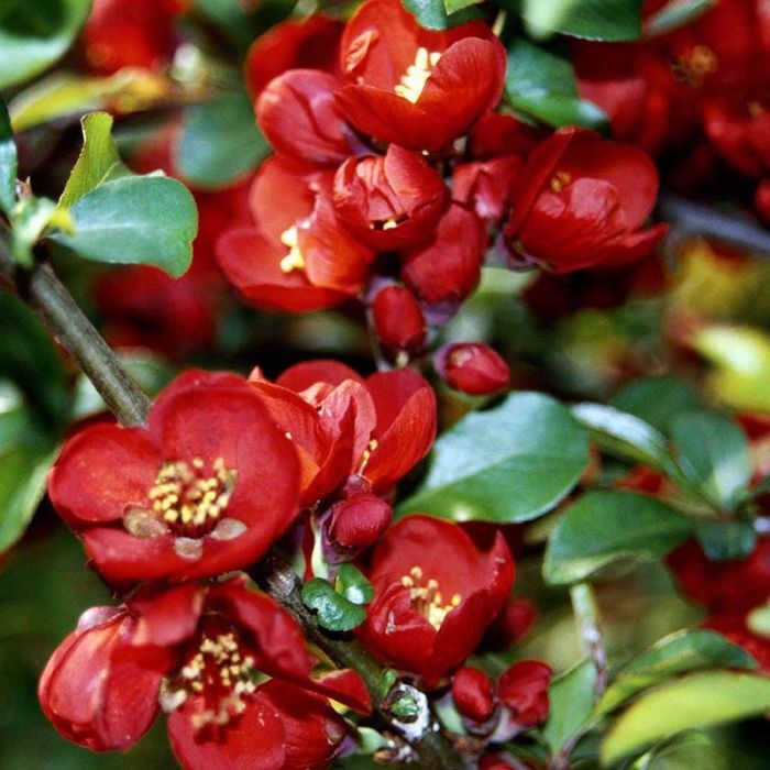 Japansk kvæde Crimson and Gold