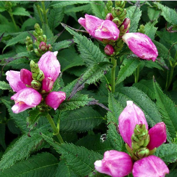 Chelone obliqua lilla blomst