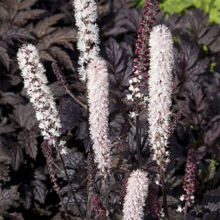 Cimicifuga hybrid Chocoholic