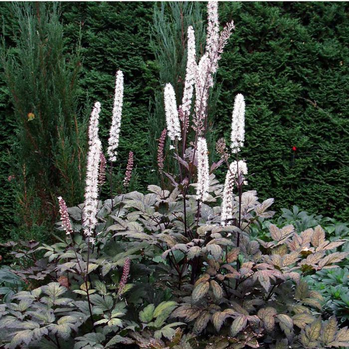 Cimicifuga ramosa Brunette blomst