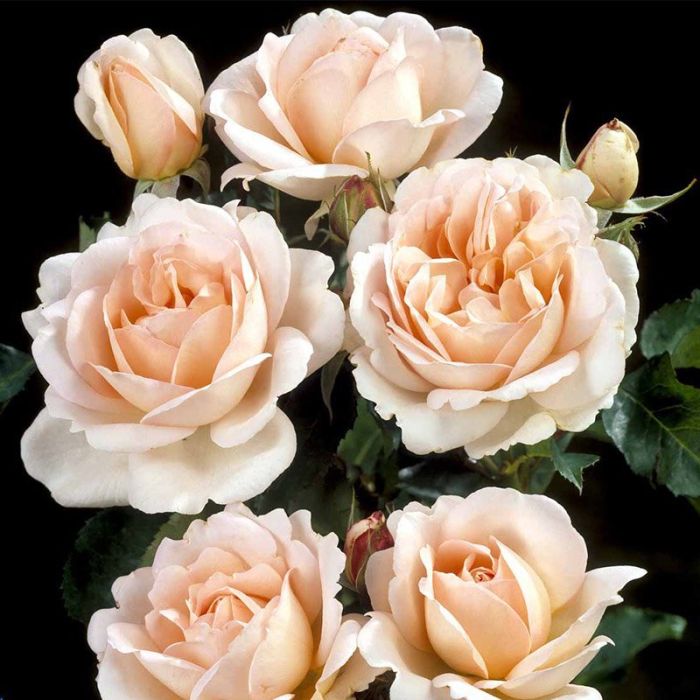 Renaissancerose Clair