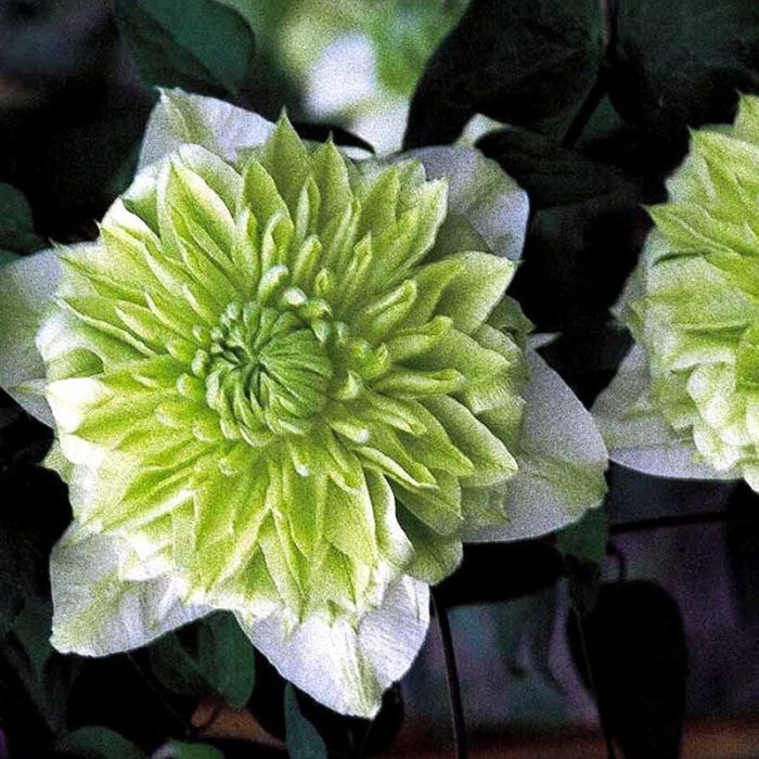 Klematis cremefarvet