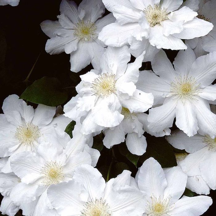 Madame Le Coultra blomst