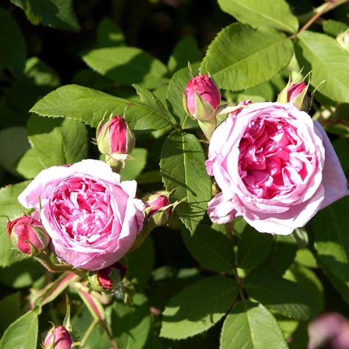 Portlandsrose lyserød