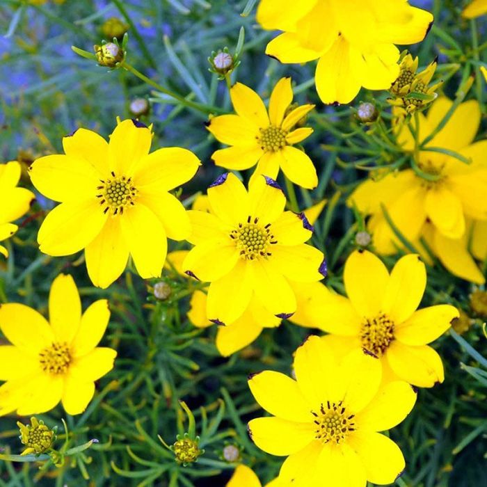 Coreopsis Verticillata Zagreb