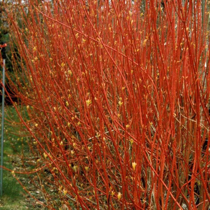 Rødgrenet kornel læplante