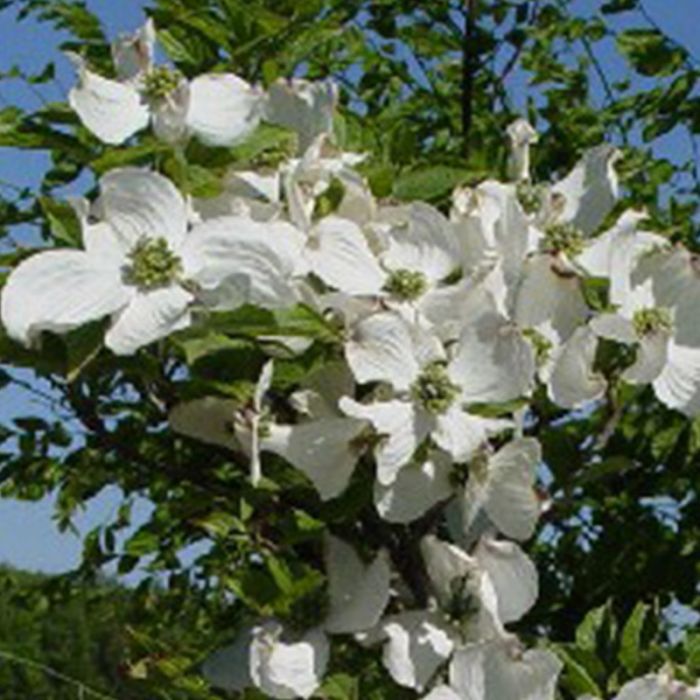 Cornus florida blomst