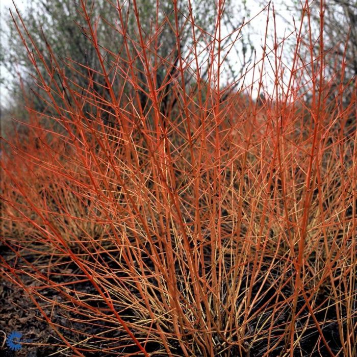 Cornus sang. 'Winter Beauty'