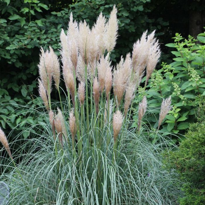 Pampasgræs (Cortaderia Selloana 'Patagonia')