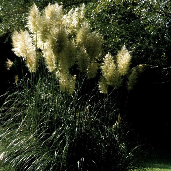 Pampasgræs
