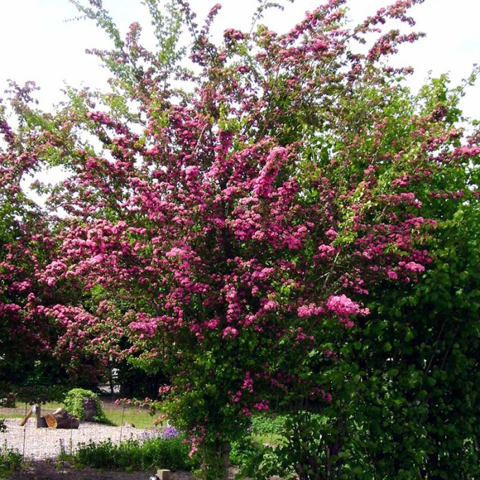 Crataegus lae. Paul's Scarlet træ