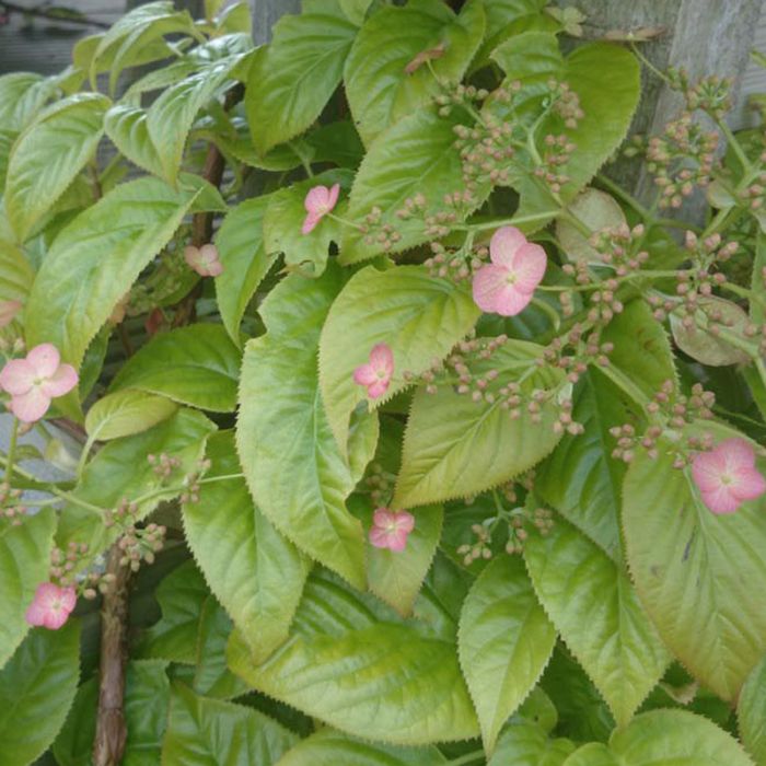 Klatre hortensia crug coral 