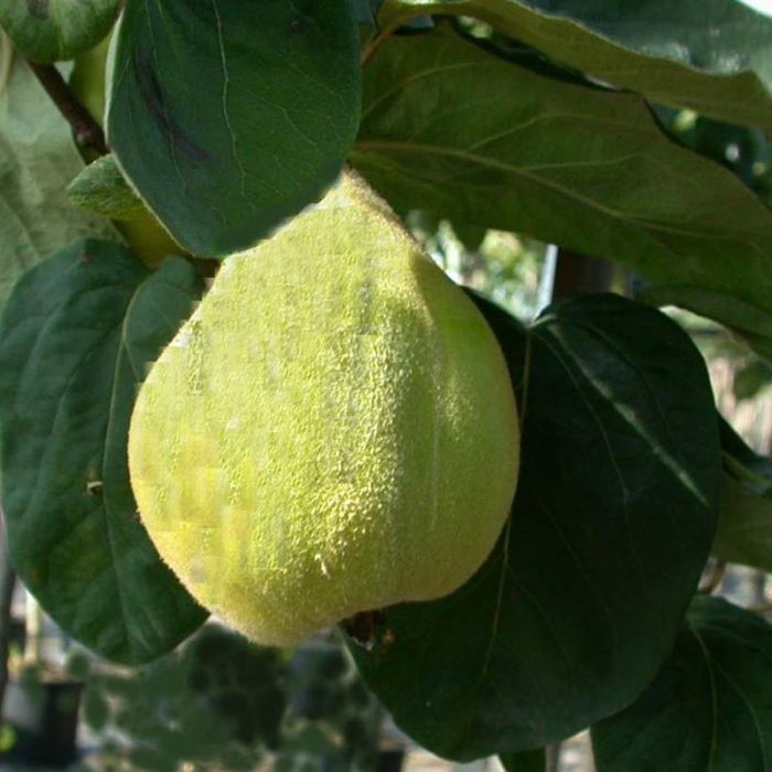 Pærekvæde Wranja pæretræ