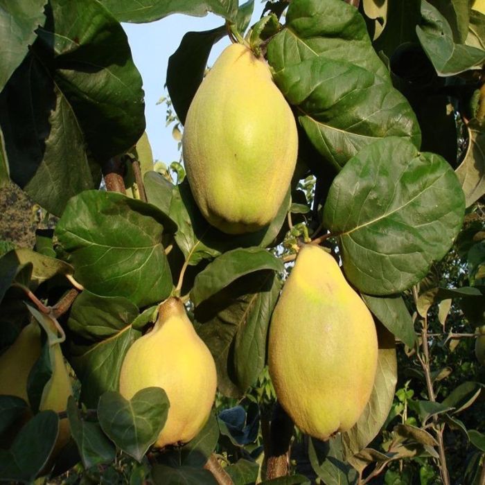 Pærekvæde (Cydonia oblonga 'Vranja') 4-8 grenet frugter