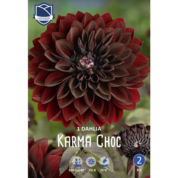 Kontrastfyldt mørk rød Dahlia