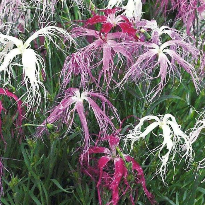 Nellike Dianthus isensis Dancing Geisha
