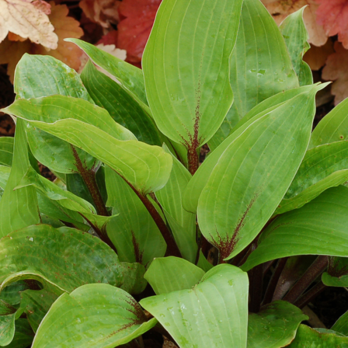 hosta purple heart