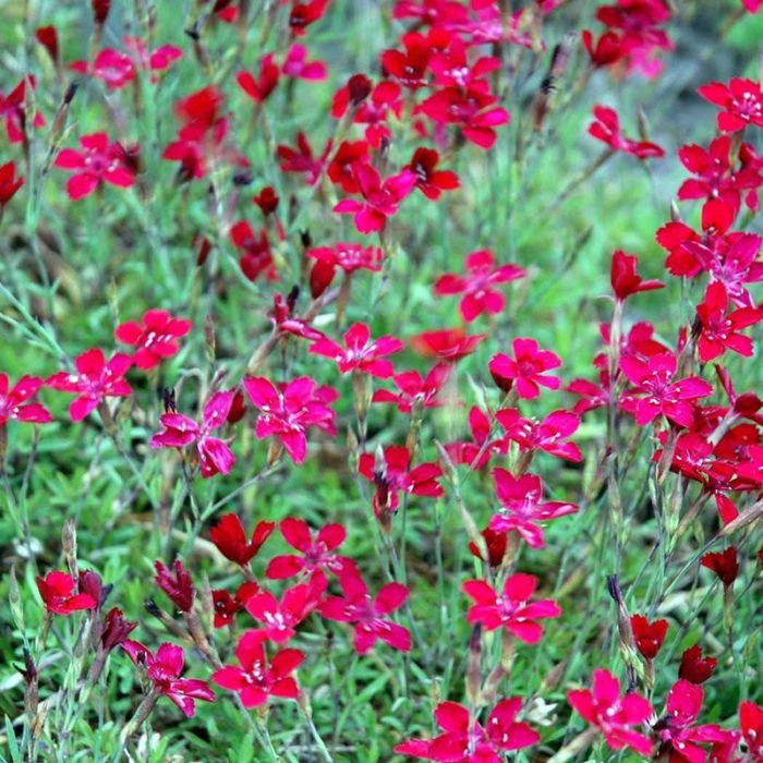 Dianthus deltoides