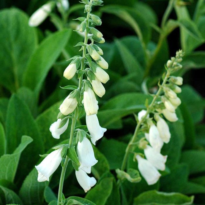 Fingerbøl Digitalis purpurea Alba
