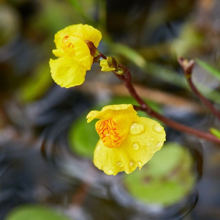 Almindelig blærerod