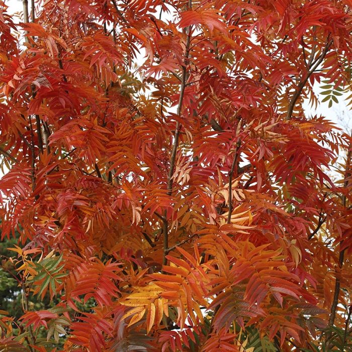 koreansk røn efterårsfarver løv
