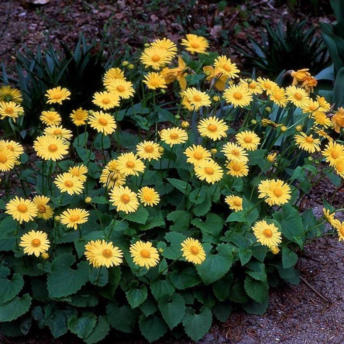 Gemserod Doronicum orientale 