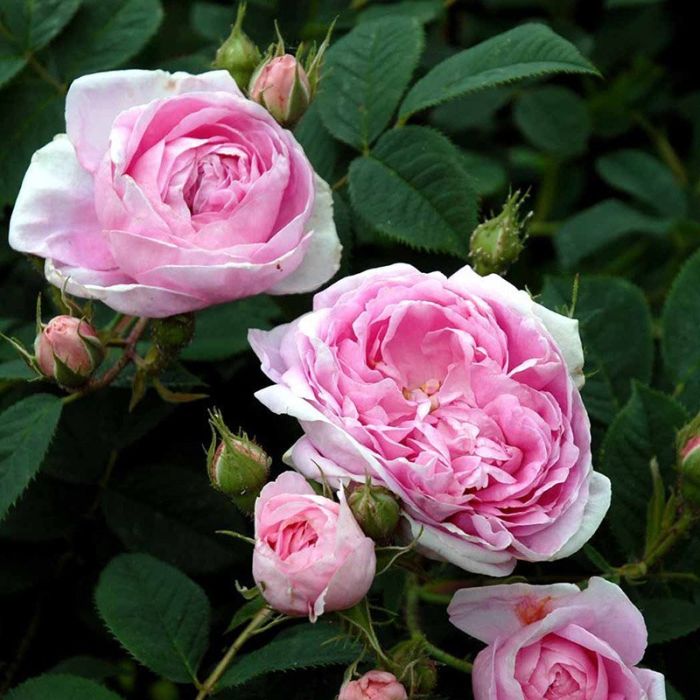 Dronningen af Danmark rose og knop