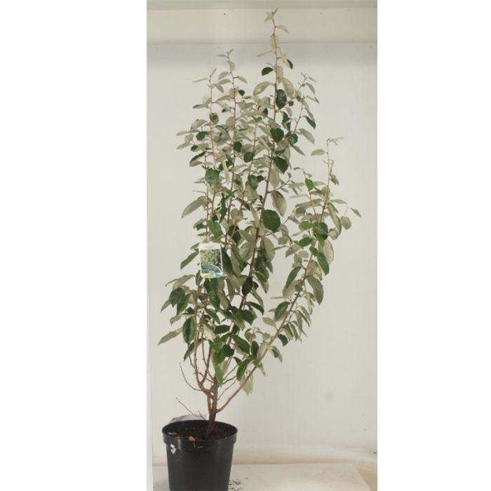 Sølvblad stedsegrøn