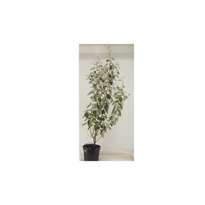 Sølvblad stedsegrøn