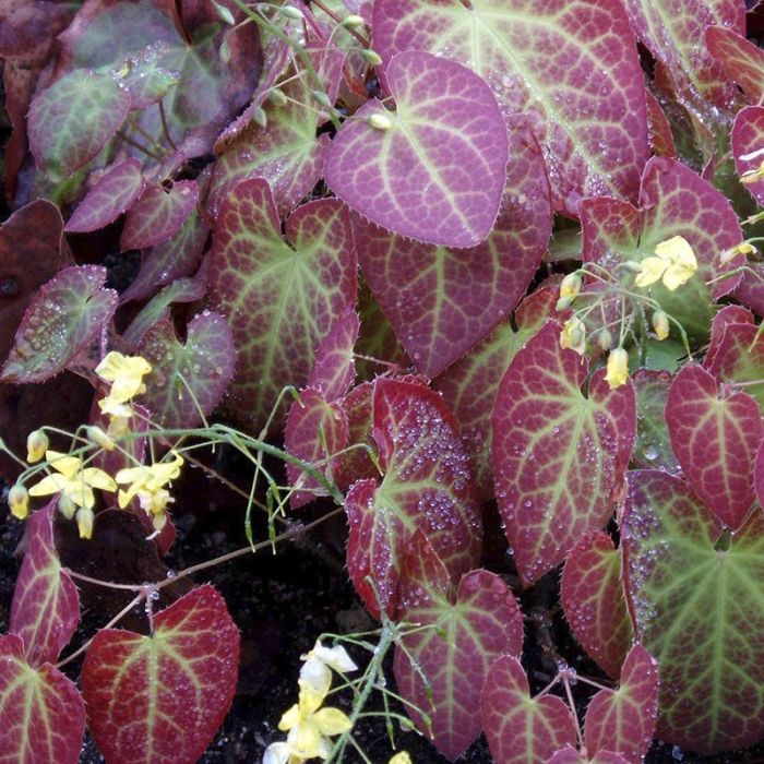 Bispehue med gule blomster og røde blade
