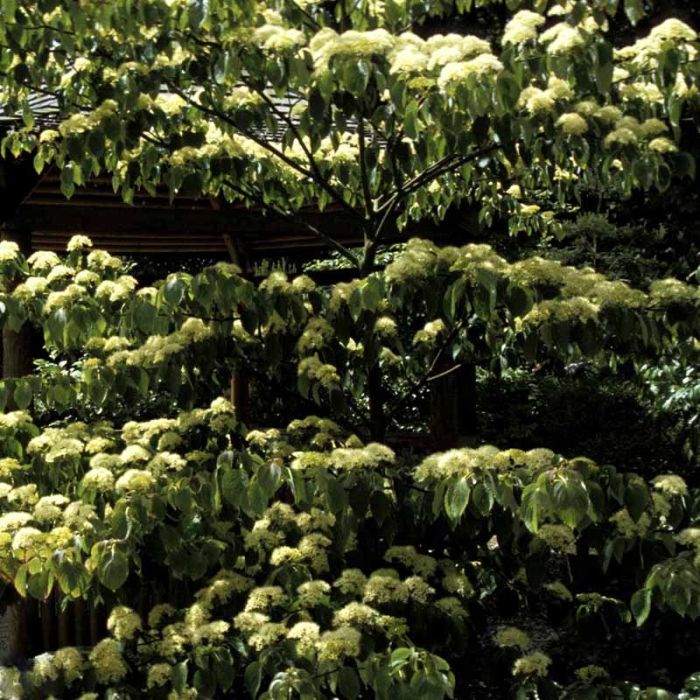 Etagekornel (Cornus controversa)