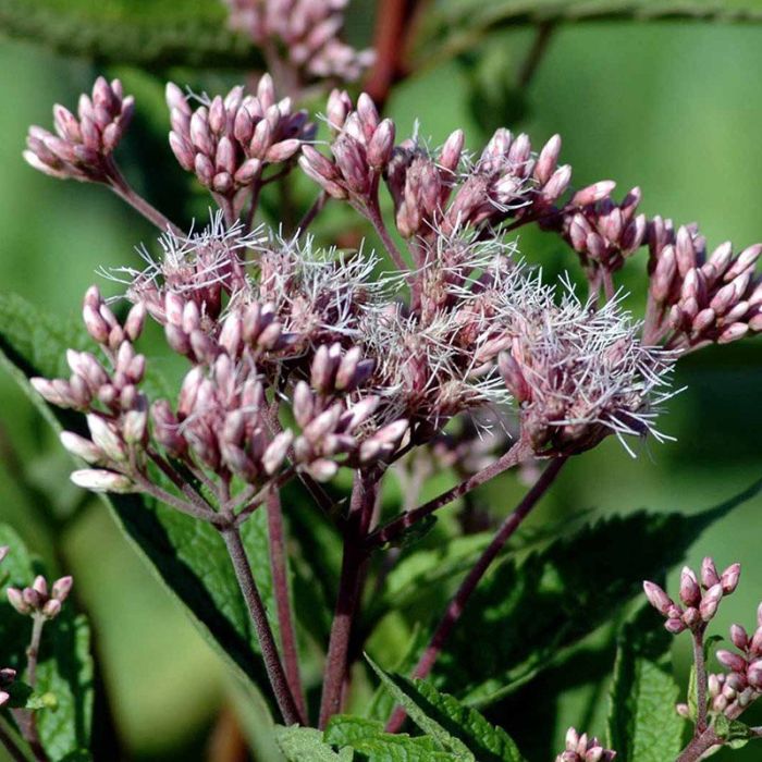 Hjortetrøst Eupatorium