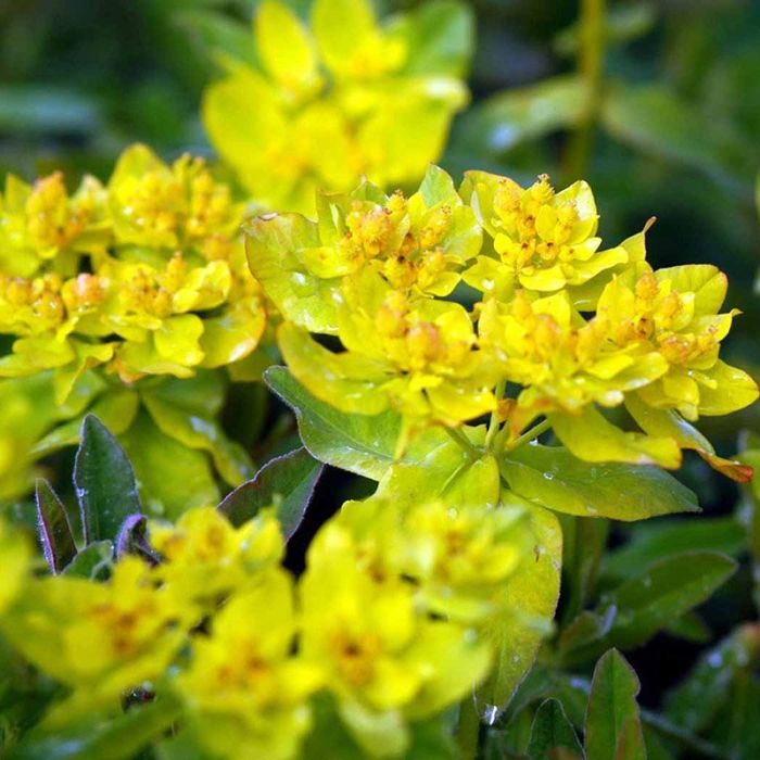 Forårs vortemælk Euphorbia polycroma blomst