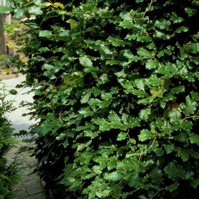 Fagus sylvatica hæk