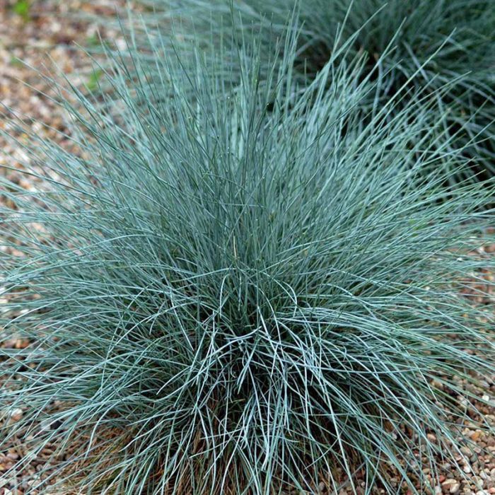 Bjørnegræs Festuca