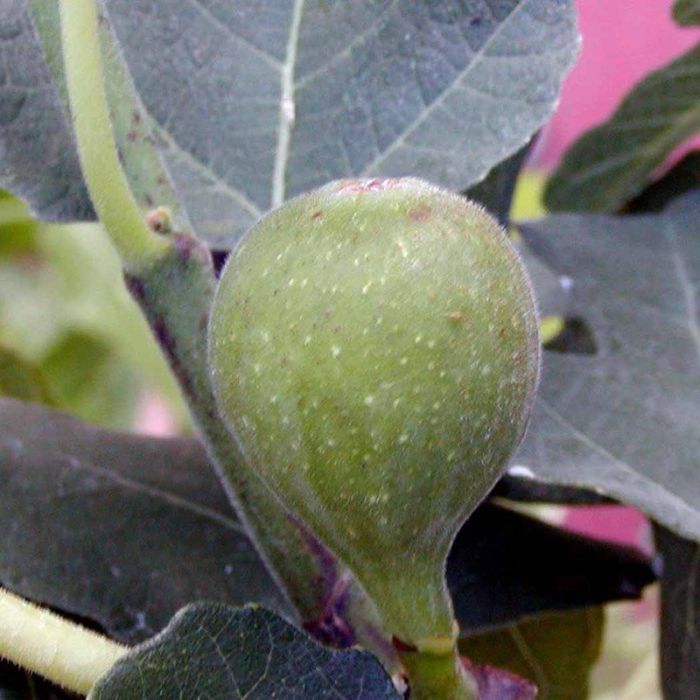 Figen Precose De Dalmatie